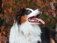 fotograf-celle-hunde-tiere-hund-im-wald-herbst-05