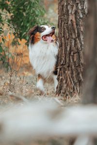 fotograf-celle-hunde-tiere-hund-im-wald-herbst-07