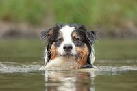 fotograf-celle-hunde-tiere-hund-im-wasser-01