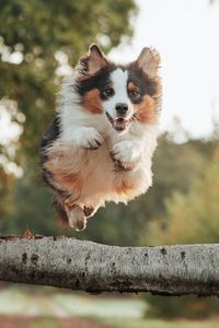 fotograf-celle-hunde-tiere-hund-springt-baum-10