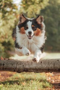 fotograf-celle-hunde-tiere-hund-springt-baum-12