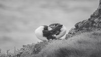 fotograf-celle-wildlife-natur-puffin-paerchen-schottland-schwarz-wei&szlig;-fine-art-01