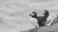 fotograf-celle-wildlife-natur-puffin-paerchen-schottland-schwarz-wei&szlig;-fine-art-02