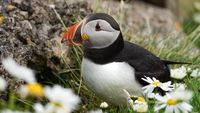 fotograf-celle-wildlife-natur-puffin-schottland-01