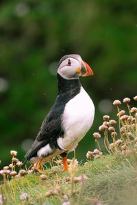 fotograf-celle-wildlife-natur-puffin-schottland-02