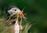 fotograf-celle-wildlife-natur-puffin-schottland-nestbau-01